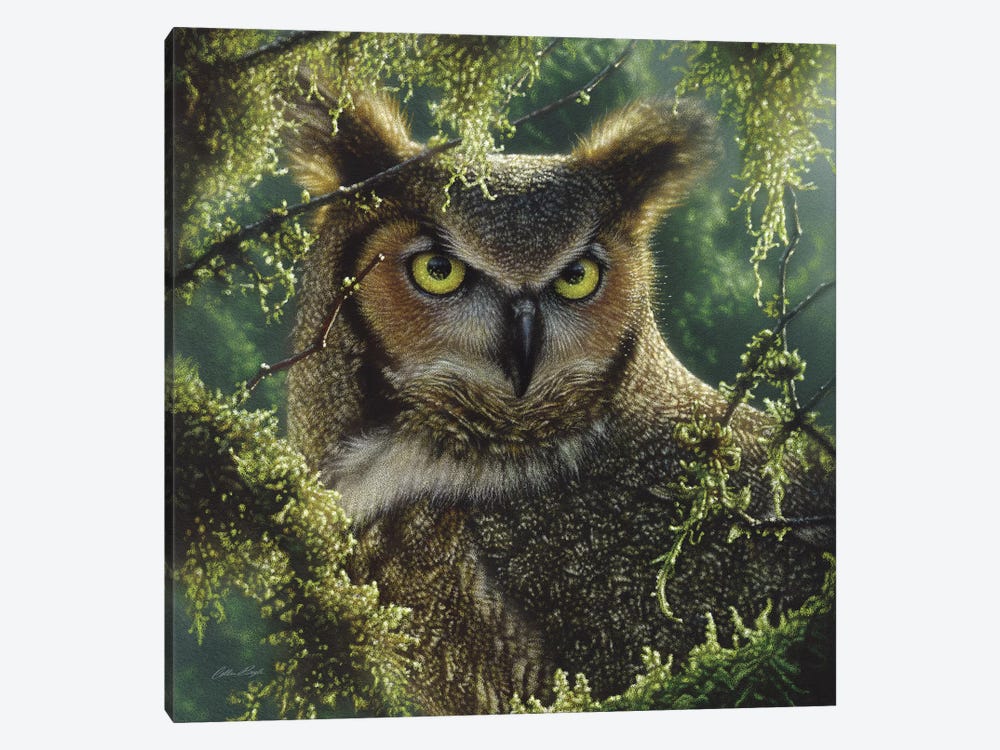 Watching And Waiting - Great Horned Owl, Square by Collin Bogle 1-piece Canvas Print