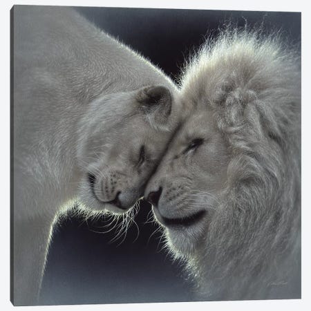 White Lion Love, Square Canvas Print #CBO83} by Collin Bogle Canvas Art Print