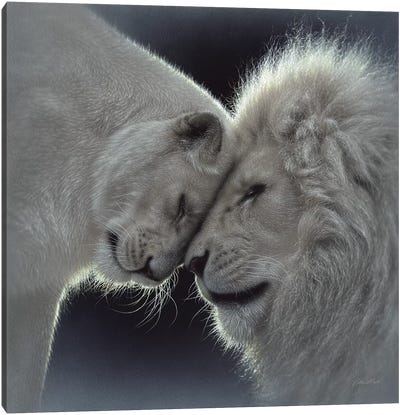 White Lion Love, Square Canvas Art Print - Lion Art