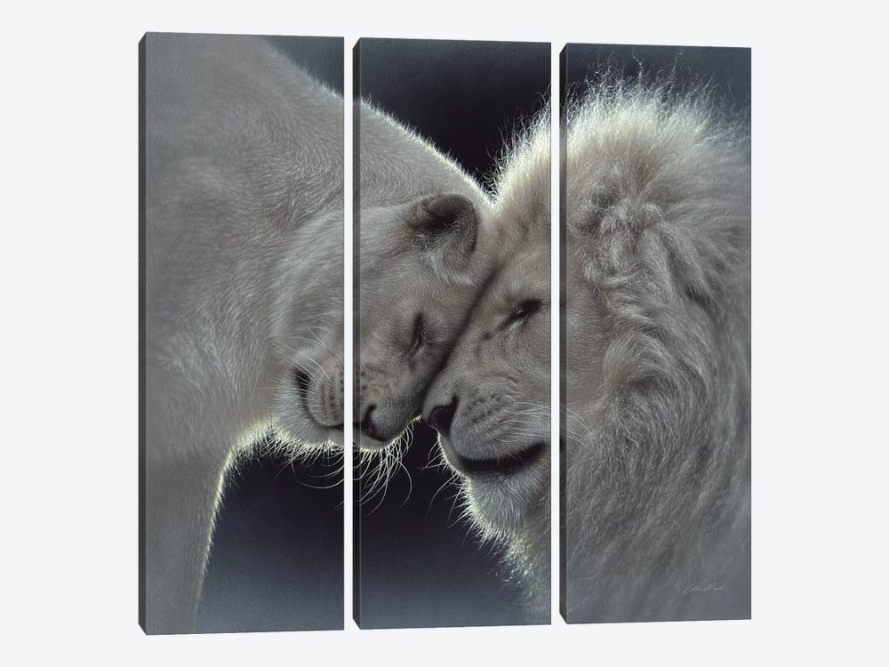 White Lion Love, Square by Collin Bogle 3-piece Canvas Wall Art