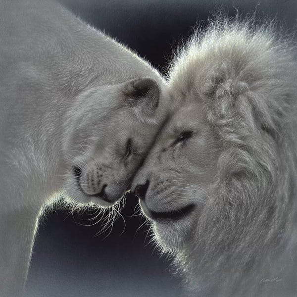 Lions: White Lion Love, Square by Collin Bogle