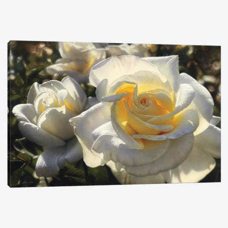 White Roses, Horizontal Canvas Print #CBO84} by Collin Bogle Canvas Artwork