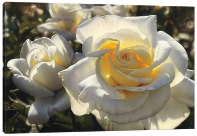 White Roses, Horizontal Canvas Art Print - Collin Bogle