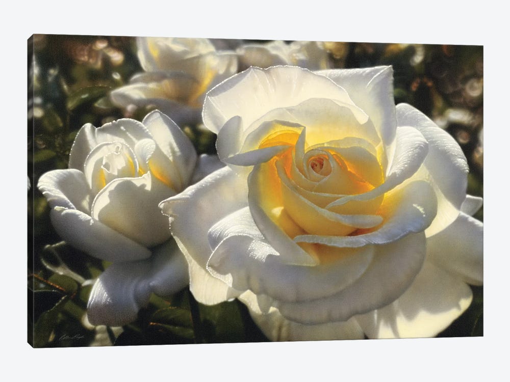 White Roses, Horizontal by Collin Bogle 1-piece Canvas Print