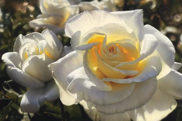Collin Bogle: White Roses, Horizontal by Collin Bogle