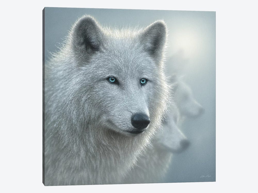 Arctic Wolf Whiteout, Square by Collin Bogle 1-piece Canvas Artwork