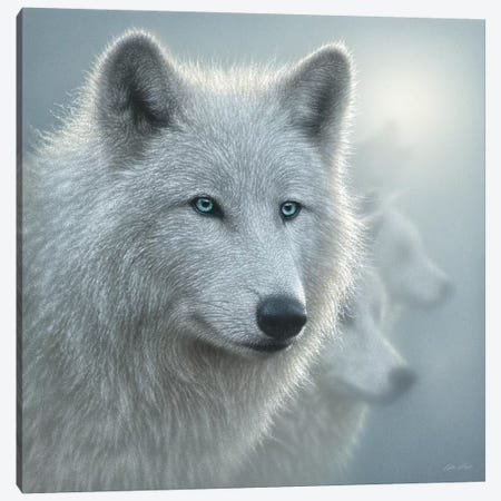 Arctic Wolf Whiteout, Square Canvas Print #CBO85} by Collin Bogle Canvas Art