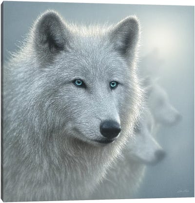 Arctic Wolf Whiteout, Square Canvas Art Print - Collin Bogle