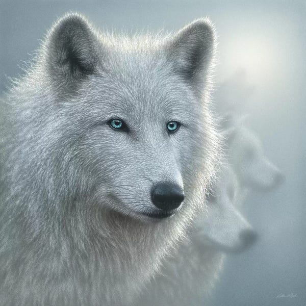 Collin Bogle: Arctic Wolf Whiteout, Square by Collin Bogle