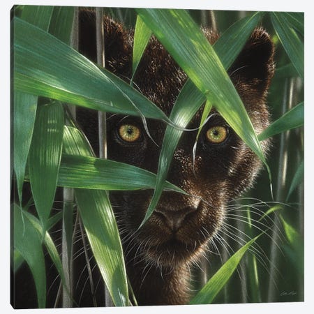 Wild Eyes - Black Panther, Square Canvas Print #CBO86} by Collin Bogle Canvas Art