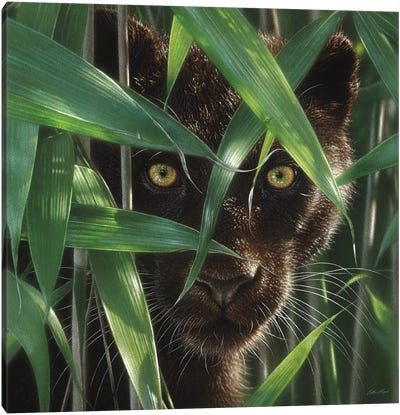 Wild Eyes - Black Panther, Square Canvas Art Print - Photorealism Art