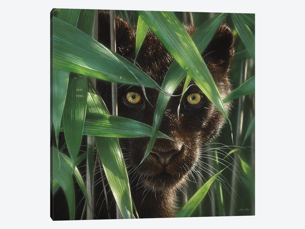 Wild Eyes - Black Panther, Square by Collin Bogle 1-piece Canvas Art Print