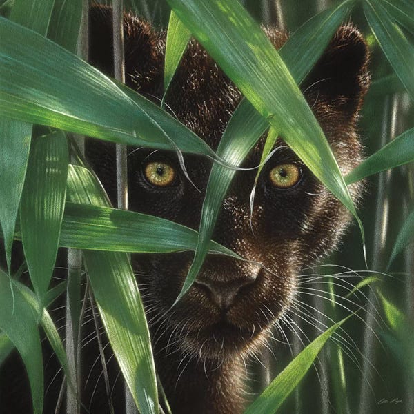 Collin Bogle: Wild Eyes - Black Panther, Square by Collin Bogle