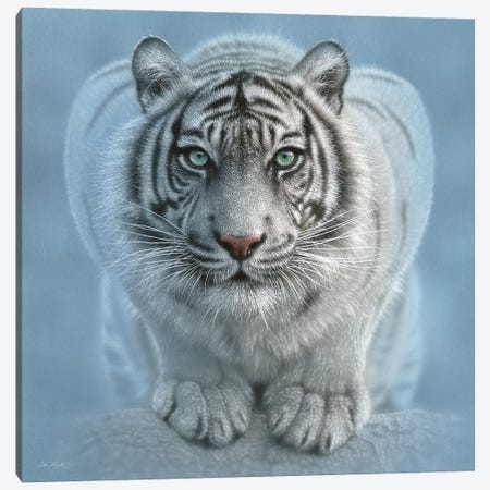 Wild Intentions - White Tiger, Square Canvas Print #CBO87} by Collin Bogle Canvas Wall Art