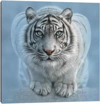 Wild Intentions - White Tiger, Square Canvas Art Print - Tiger Art