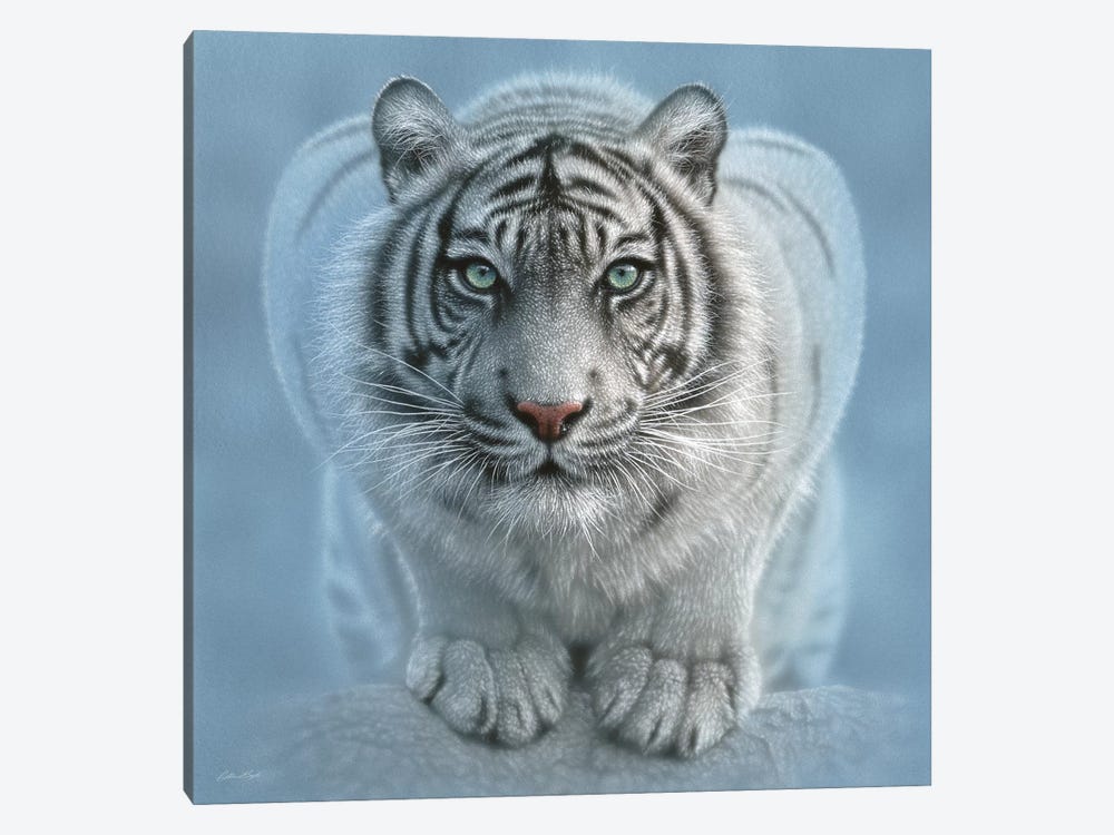 Wild Intentions - White Tiger, Square by Collin Bogle 1-piece Canvas Wall Art