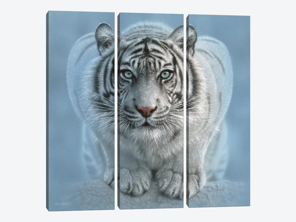 Wild Intentions - White Tiger, Square by Collin Bogle 3-piece Canvas Wall Art
