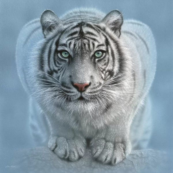 Tigers: Wild Intentions - White Tiger, Square by Collin Bogle