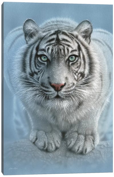 Wild Intentions - White Tiger, Vertical Canvas Art Print - Tiger Art