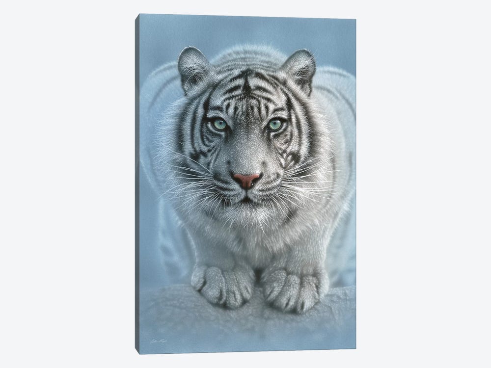 Wild Intentions - White Tiger, Vertical by Collin Bogle 1-piece Canvas Art Print