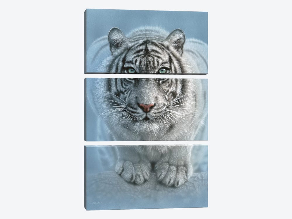Wild Intentions - White Tiger, Vertical by Collin Bogle 3-piece Canvas Art Print