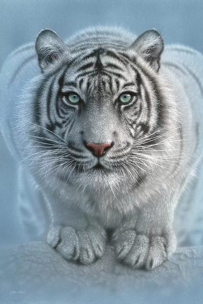 Tigers: Wild Intentions - White Tiger, Vertical by Collin Bogle
