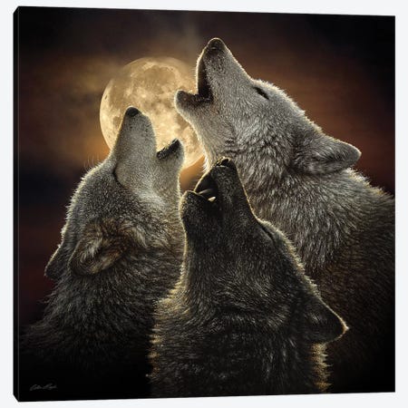 Wolf Trinity, Square Canvas Print #CBO89} by Collin Bogle Art Print