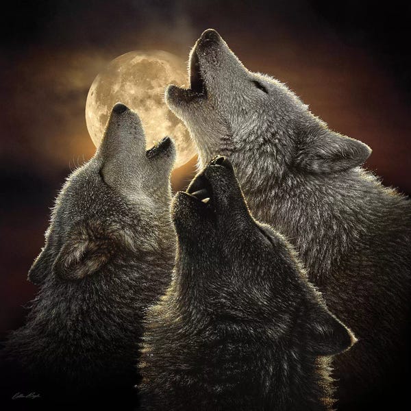 Wolves: Wolf Trinity, Square by Collin Bogle