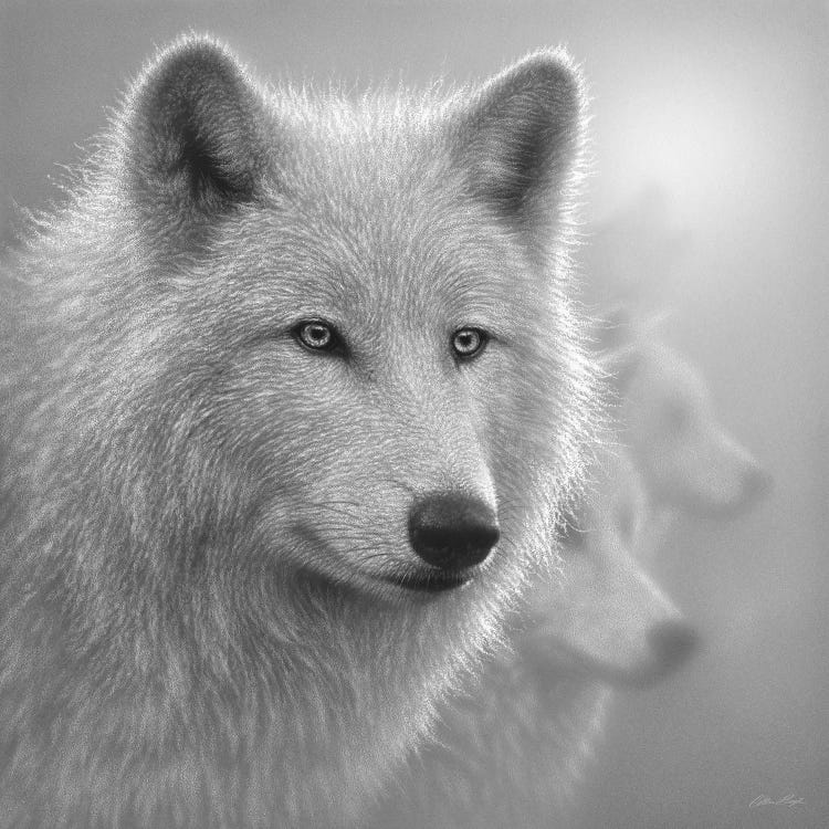 Arctic Wolves Whiteout In Black & White by Collin Bogle wall art
