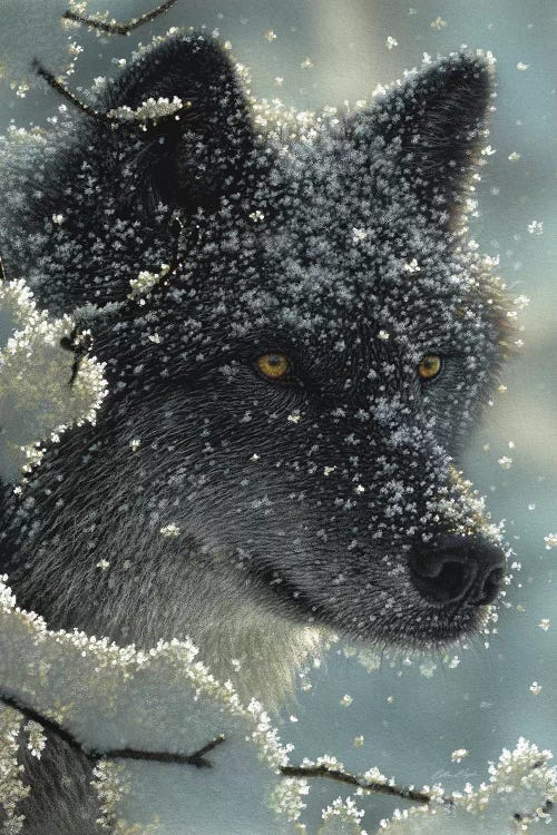 Black Wolf in White