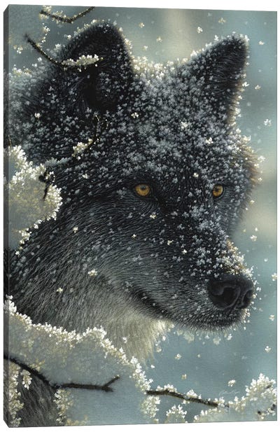 Black Wolf in White Canvas Art Print - Collin Bogle