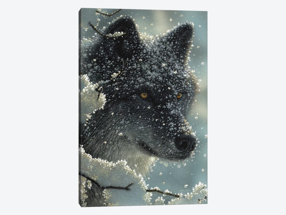 Black Wolf in White by Collin Bogle 1-piece Canvas Print