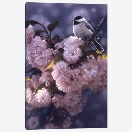 Black-Capped Chickadee In Spring Pink Canvas Print #CBO94} by Collin Bogle Canvas Print