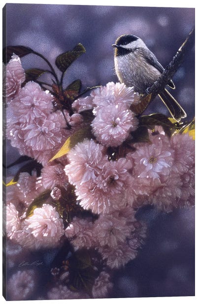 Black-Capped Chickadee In Spring Pink Canvas Art Print - Collin Bogle