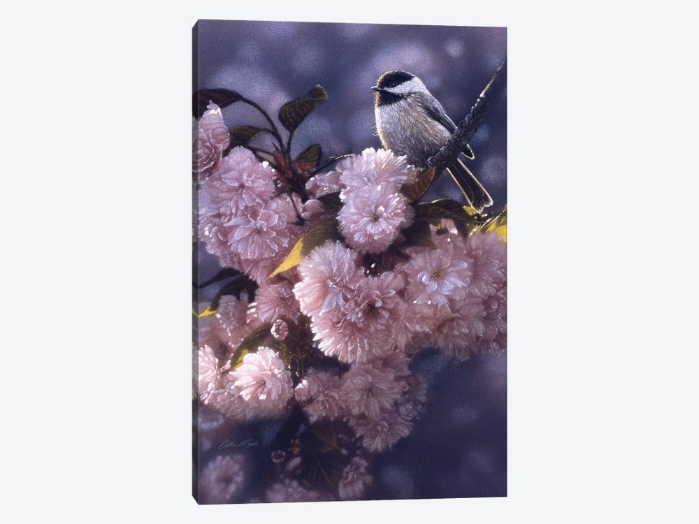 Black-Capped Chickadee In Spring Pink by Collin Bogle 1-piece Canvas Art