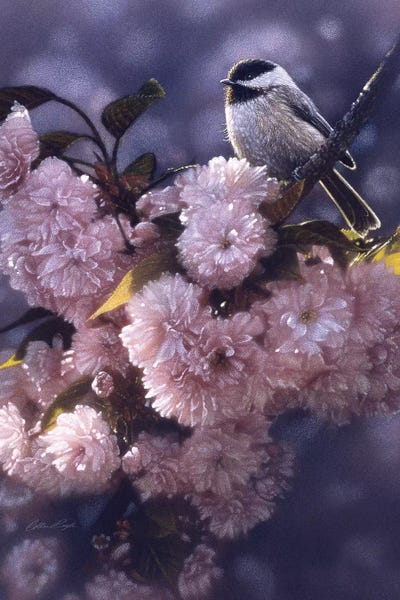 Collin Bogle: Black-Capped Chickadee In Spring Pink by Collin Bogle
