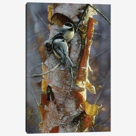 Black-Capped Chickadees - Sunlit Birch I Canvas Print #CBO95} by Collin Bogle Canvas Art Print