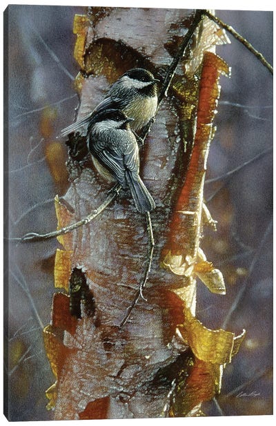 Black-Capped Chickadees - Sunlit Birch I Canvas Art Print - Tree Close-Up Art