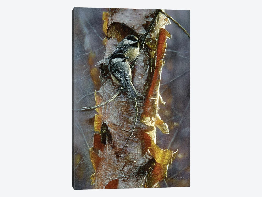 Black-Capped Chickadees - Sunlit Birch I by Collin Bogle 1-piece Canvas Print