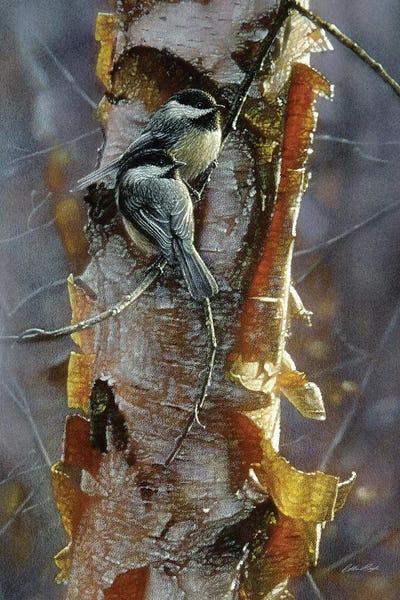 Collin Bogle: Black-Capped Chickadees - Sunlit Birch I by Collin Bogle