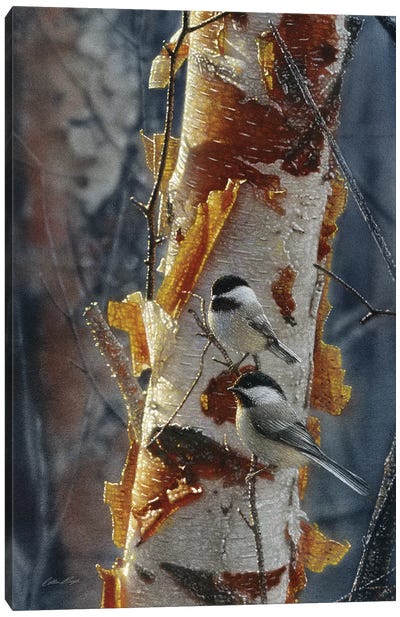 Black-Capped Chickadees - Sunlit Birch II Canvas Art Print - Nature Close-Up Art