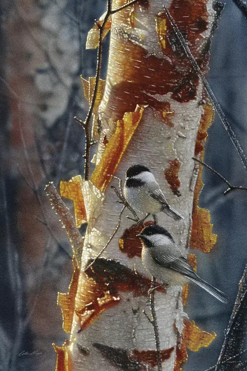 Black-Capped Chickadees - Sunlit Birch II