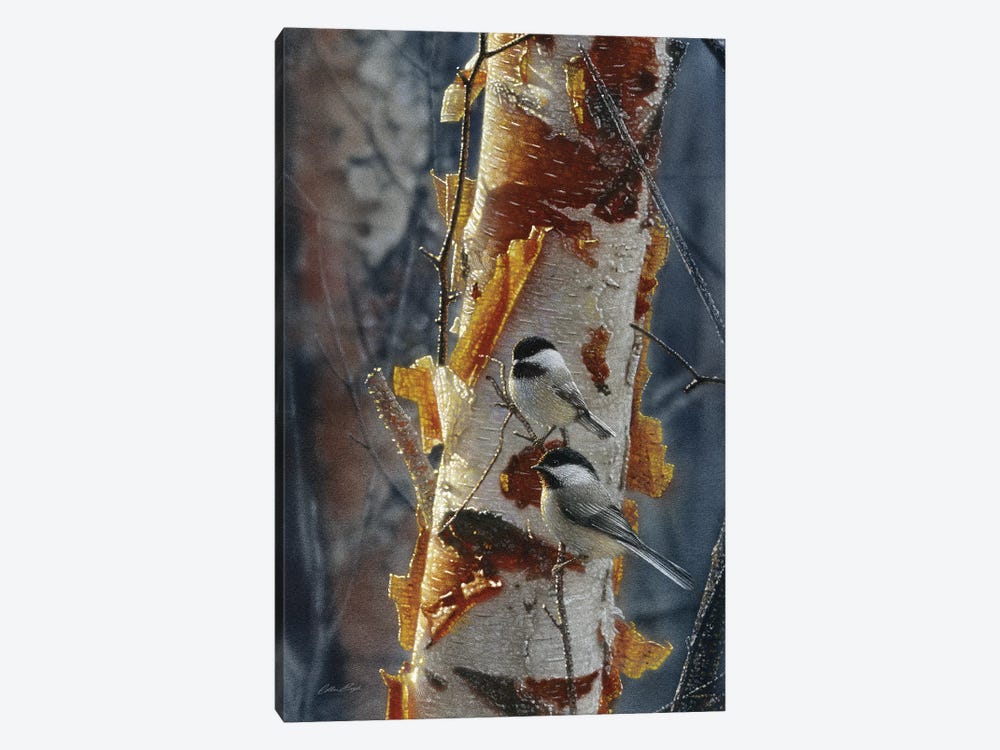 Black-Capped Chickadees - Sunlit Birch II by Collin Bogle 1-piece Canvas Wall Art
