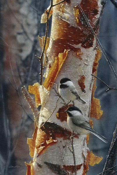 Collin Bogle: Black-Capped Chickadees - Sunlit Birch II by Collin Bogle