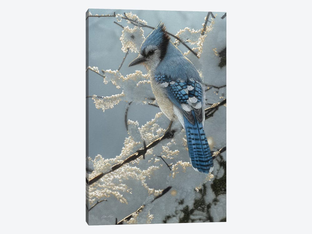 Blue Jay  On the Fence by Collin Bogle 1-piece Art Print