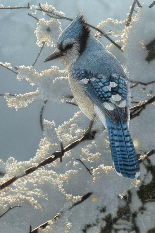 Blue Jay  On the Fence by Collin Bogle wall art