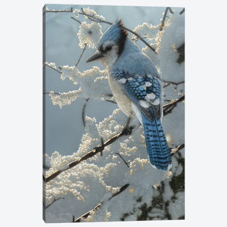 Blue Jay  On the Fence Canvas Print #CBO97} by Collin Bogle Canvas Art Print