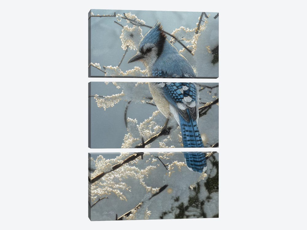 Blue Jay  On the Fence by Collin Bogle 3-piece Canvas Print