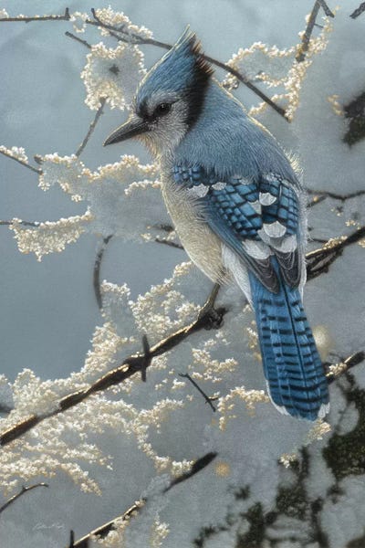 Winter: Blue Jay  On the Fence by Collin Bogle