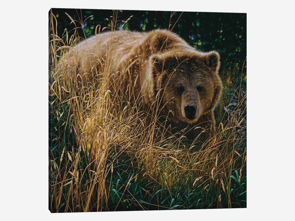Brown Bear Crossing Paths by Collin Bogle 1-piece Canvas Wall Art